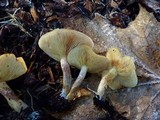 Gymnopilus sapineus image