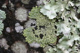 Pyxine subcinerea image