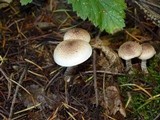 Pholiota decorata image