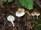 Pholiota decorata image