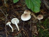 Pholiota decorata image