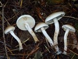 Pholiota decorata image