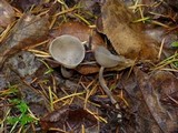 Helvella macropus image