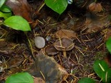 Helvella macropus image