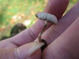 Psathyrella prona image