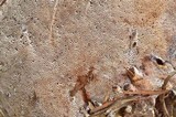 Ganoderma polychromum image