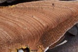 Ganoderma polychromum image