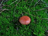 Gomphidius roseus image
