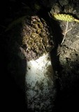 Phallus hadriani image