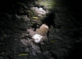 Phallus hadriani image