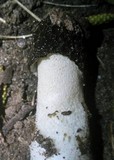 Phallus hadriani image