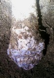Phallus hadriani image