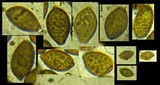 Panaeolus olivaceus image