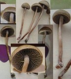 Panaeolus olivaceus image