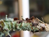 Rutstroemia firma image