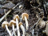 Marasmius oreades image