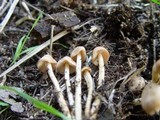 Marasmius oreades image
