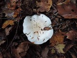 Hygrophorus sordidus image