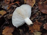 Hygrophorus sordidus image