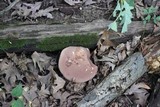 Tylopilus rubrobrunneus image