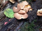 Crepidotus crocophyllus image