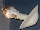 Amanita elliptosperma image
