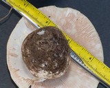 Amanita elliptosperma image