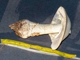 Amanita elliptosperma image