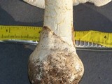 Amanita elliptosperma image