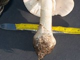 Amanita elliptosperma image