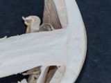 Amanita elliptosperma image