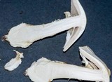 Amanita elliptosperma image