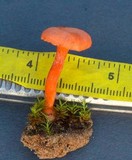 Hygrocybe miniata image