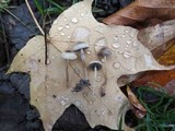 Psathyrella prona image