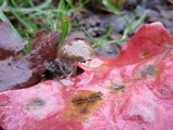 Psathyrella prona image