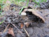 Psathyrella prona image
