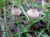 Psathyrella prona image