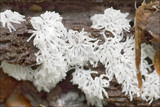 Ceratiomyxa fruticulosa var. fruticulosa image