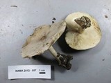 Melanoleuca subpulverulenta image