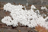 Ceratiomyxa fruticulosa var. fruticulosa image