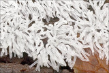 Ceratiomyxa fruticulosa var. fruticulosa image