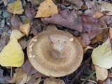 Paxillus cuprinus image