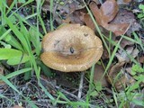 Paxillus cuprinus image