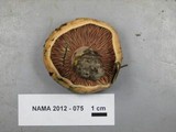 Lactarius rubrilacteus image