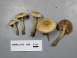 Hebeloma mesophaeum image