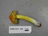 Hygrocybe acutoconica image