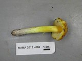 Hygrocybe acutoconica image