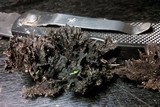 Thelephora palmata image