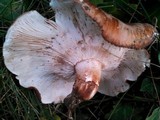 Tricholoma fracticum image