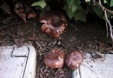 Tricholoma fracticum image